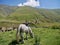 White horse in beautiful Truso valley in Kazbegi region, Caucasus mountains, Georgia.