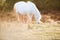 White horse - beautiful white stallion running on a meadow at dawn