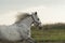 White horse with black spots running on the field