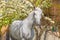 White horse in blossom