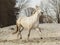 White horse in a blue halter walks on the sand against the backdrop of skies