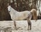 White horse in a blue halter walks on the sand against the backdrop of skies