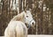 White horse in a blue halter walks on the sand against the backdrop of skies