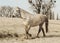 White horse in a blue halter walks on the sand against the backdrop of skies