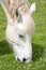 White horse with braided mane eating grass.