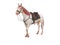 White horse with bridle with red mane and tail 3d render on white background no shadow