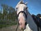 White horse in a bridle for sports horse racing