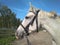 White horse in a bridle for sports horse racing