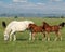 White horse and brown foals