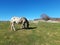 White horse in a bucolic landscape