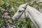 white horse on the bush background