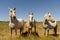 White Horse, Camargue, France