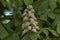 White horse-chestnut, Aesculus hippocastanum or Conker tree with flower and leaf