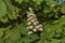 White horse-chestnut, Aesculus hippocastanum or Conker tree with flower and leaf, Sofia