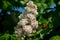 White Horse Chestnut Flowers Detail Aesculus hippocastanus horizontal