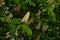 White horse chestnut flowers and fresh green leafs - Aesculus hippocastanum