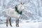 White horse with christmas wreath