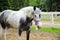White horse in dapple grey.
