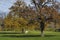 White horse in distant fall season