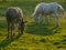 White horse and donkey grazing on green meadow