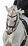 White horse dressage