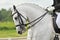 White horse dressage