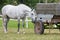 White horse drinking in pasture