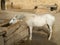 A white horse drinking water.