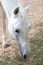 White horse eating green grass. Grazing and breeding animals. Taking care about horses