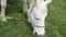 A white horse eats green grass in the meadow. Cloudy sunny skies. nature