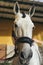 White horse equestrian portratit, equine world