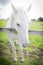 A white horse on a farm