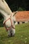 White horse feeding on grass