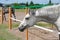 White horse in fence in countryside farmyard,