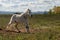White horse in a field.