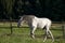 White Horse on field running free