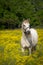 White horse in flower field