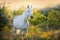 White horse in flowers