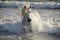 white horse with flowing mane splashing through beachside surf