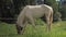 White horse with fly protection mask grazing on a meadow.