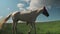 White horse with fly protection mask grazing on a meadow.