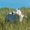 White horse, foal