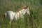 White horse, foal