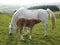 White horse and foal