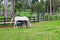 White horse and foal grazing in fenced lawn