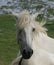 White Horse in french alps