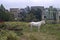 White horse in front of working cement plant