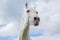White horse with funny questioning expression on background with blue sky
