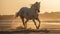 White Horse Galloping on Beach at Sunset - Wild Stallion, Golden Light, Nature, Freedom, Equestrian Dream, Coastal Beauty