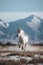 White horse galloping in the desert. Beautiful landscape with horses in the mountains.